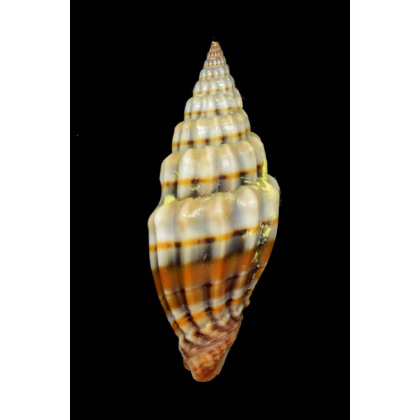 semifasciata