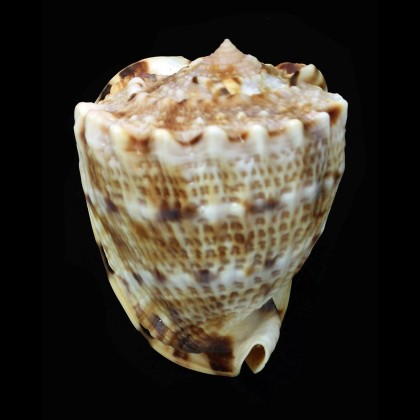 cornuta 61,0mm DWARF