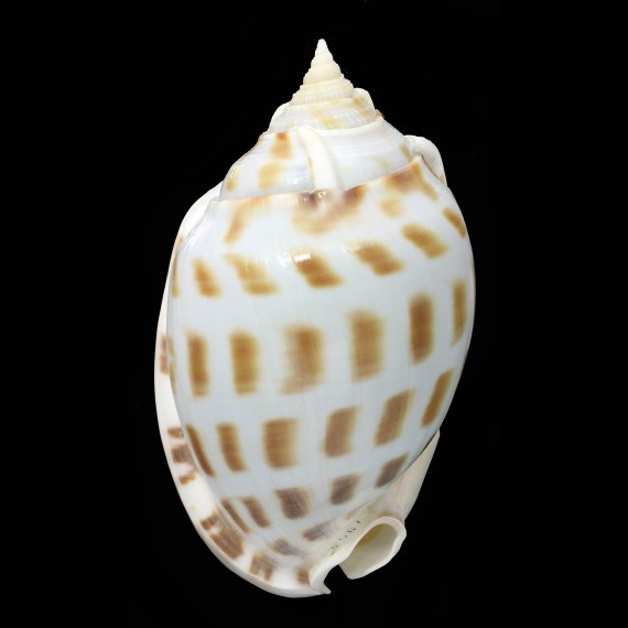 areola magnita 100,7mm BIG