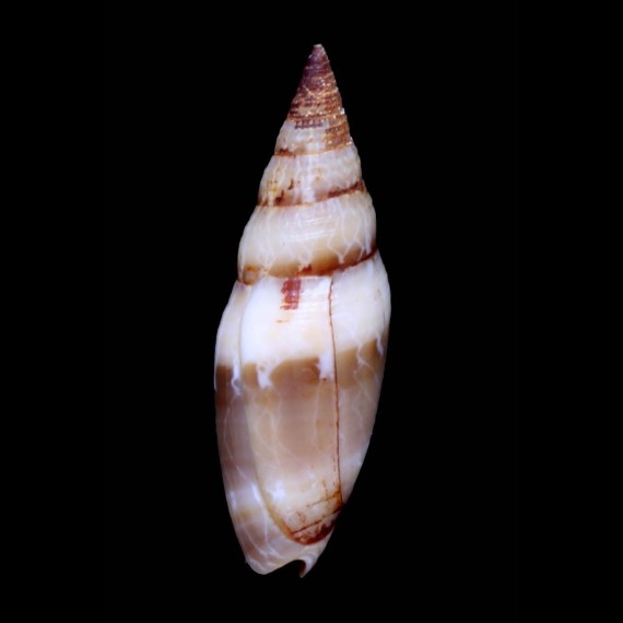 ocellata