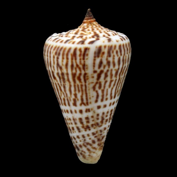 spurius lorenzianus 51,8mm