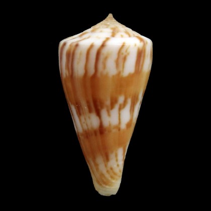 capitanellus 31,8mm BIG