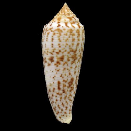 laterculatus 66,5mm GIANT