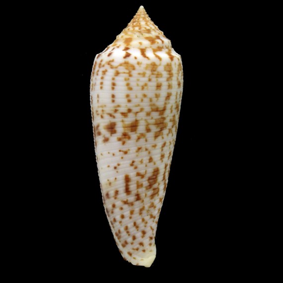 laterculatus 66,5mm GIANT