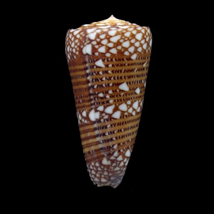 nobilis skinneri 51,6mm