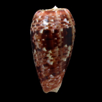 bullatus 52,6mm DARK