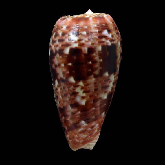 bullatus 52,6mm DARK