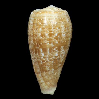 cervus 100,0mm SUPERB