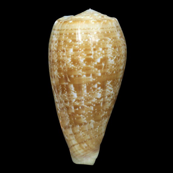 cervus 100,0mm SUPERB