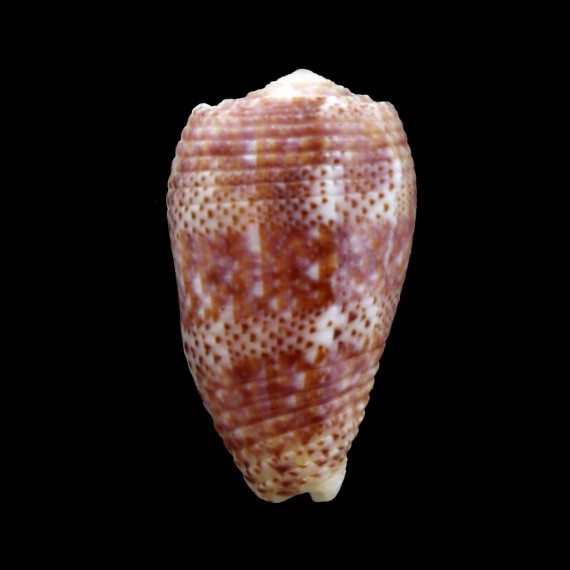 adamsonii 35,4mm TUAMOTU