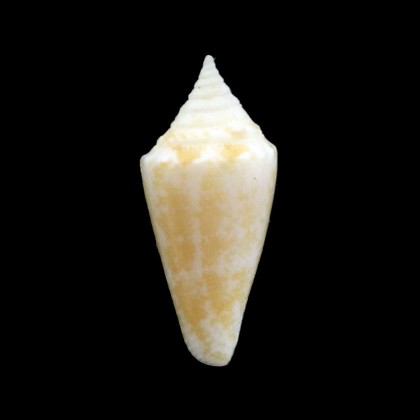 parascalaris 20,2mm rare