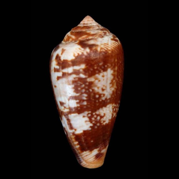 Varioconus aemulus