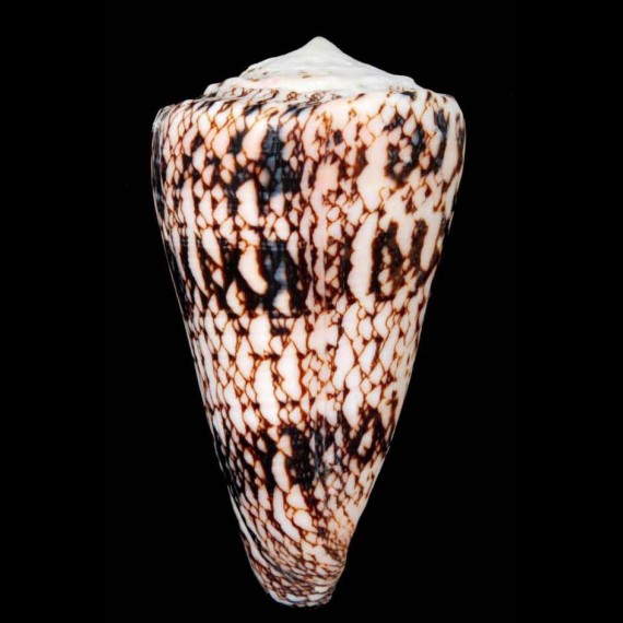 araneosus nicobaricus