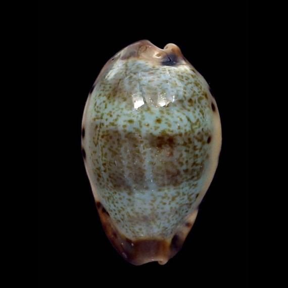 xanthodon 25,2mm