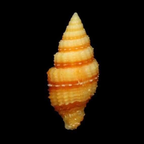 crocatum flavescens