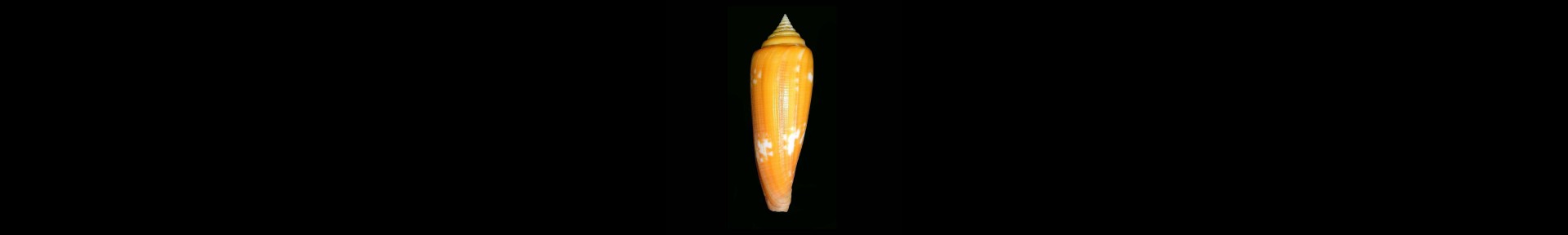 shell-conidae