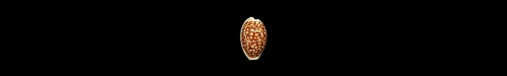 Cypraeidae
