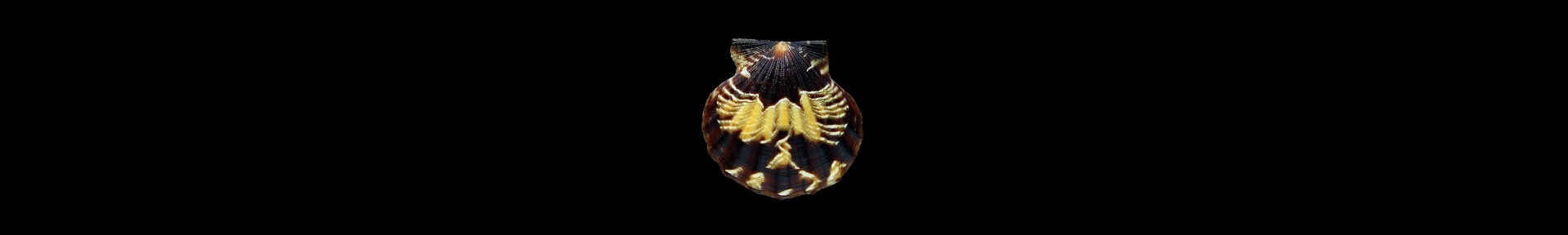 Pecten