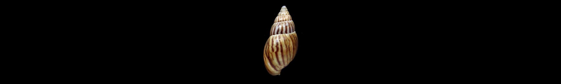 Achatinidae