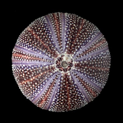 ECHINOIDEA