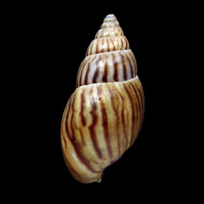 Achatinidae